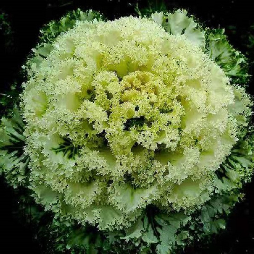 批发羽衣甘蓝   时令草花羽衣甘蓝大量供应 量大优惠