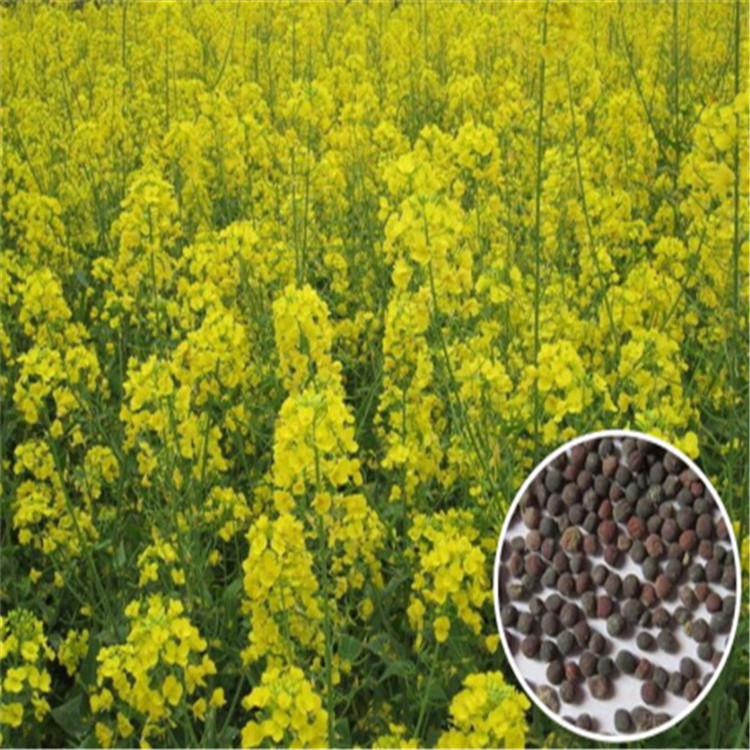 油菜花种子种植基地/油菜花种子批发供应【有才华的华彬】