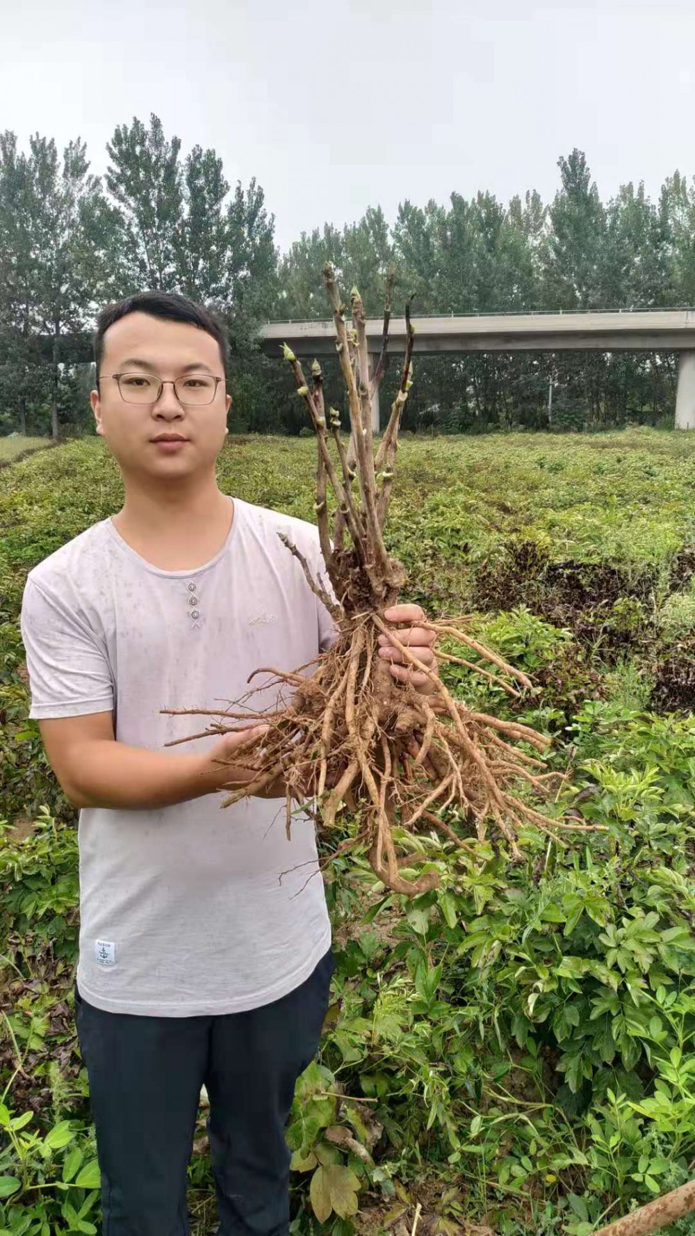 牡丹苗价格|牡丹苗|油用牡丹|观赏牡丹价格|观赏牡丹苗