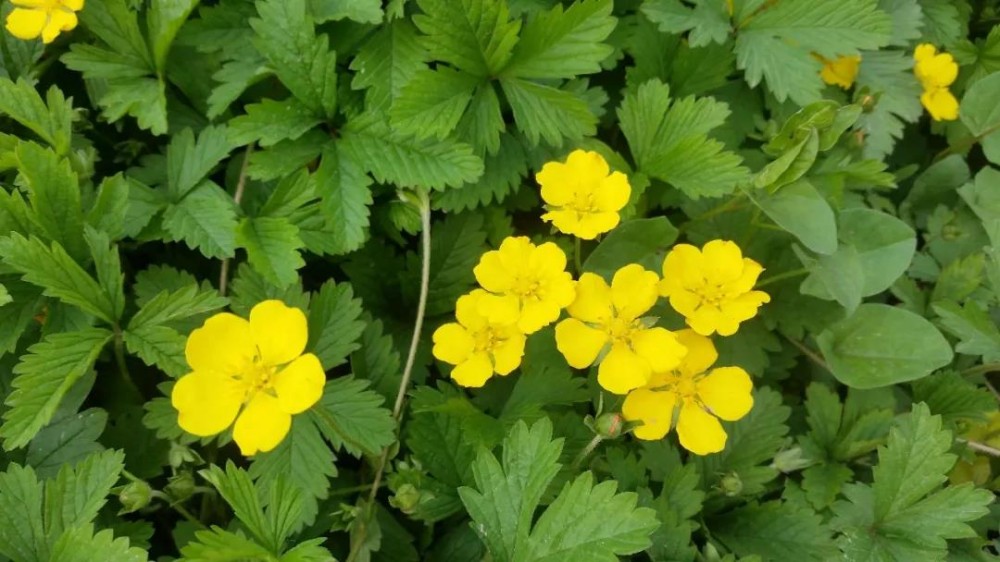 五叶委陵菜护坡委陵菜白头翁龙牙草委陵菜价格