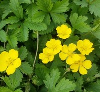 五叶委陵菜护坡委陵菜白头翁龙牙草委陵菜价格