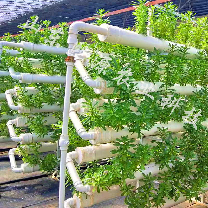 立体水培蔬菜 无土栽培种植蔬菜 营养液水培蔬菜 立体种植架