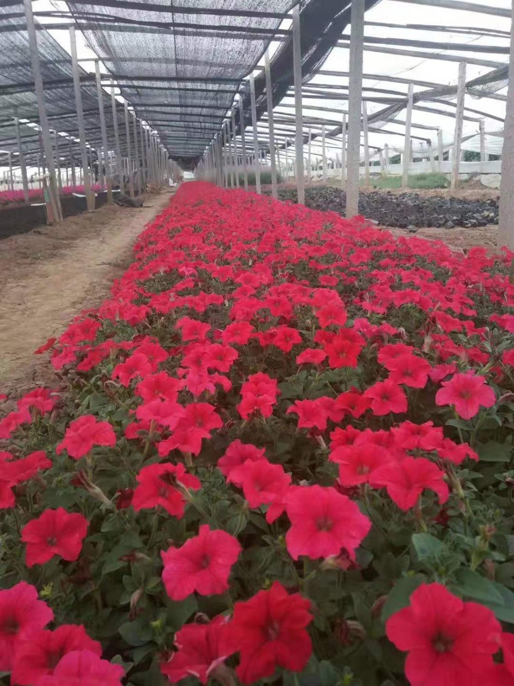 矮牵牛喇叭花碧冬茄地被草花矮牵牛批量批发价格