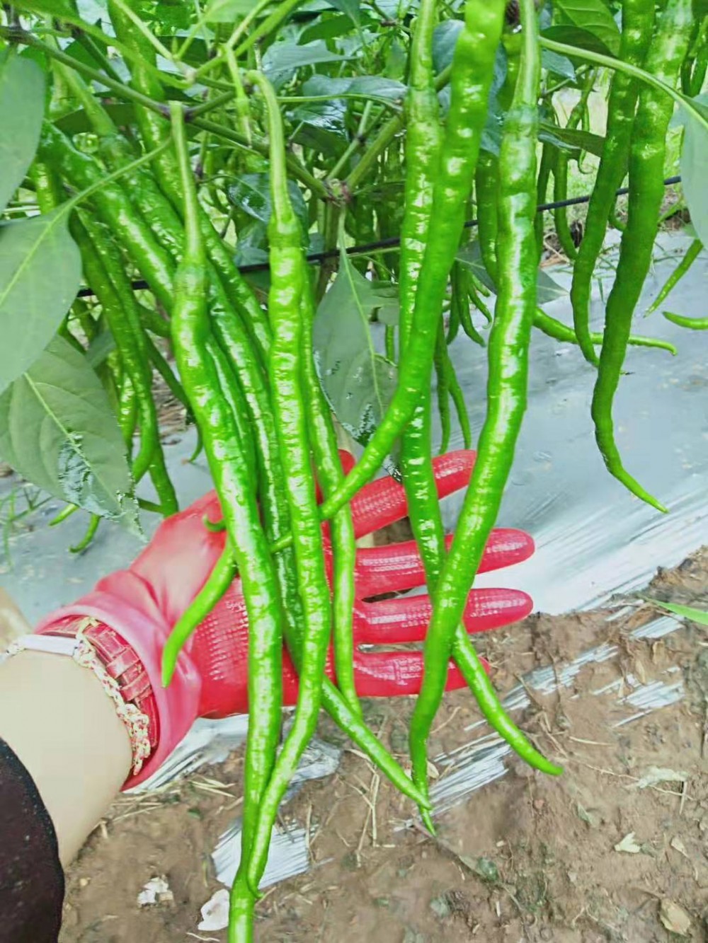 线椒苗黑线绿线50厘米长线椒苗线椒种植技术