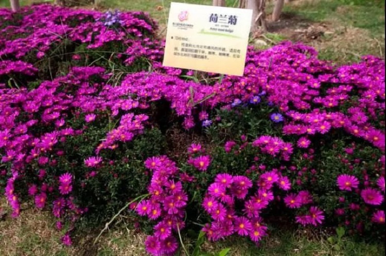 雪萝 基地直销荷兰菊 荷兰菊培育基地 荷兰菊批发价格