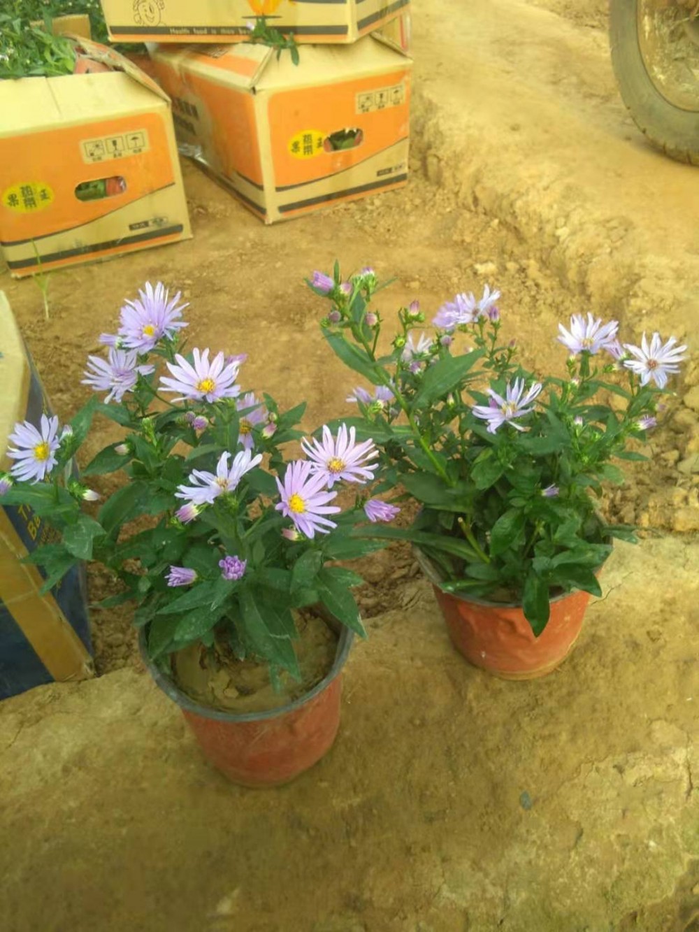 紫菀荷兰菊菊花精品  宿根花卉 双色盆紫菀价格