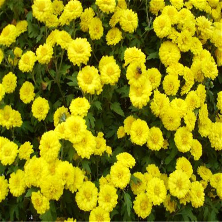 大量供应国庆菊-山东国庆菊基地-华彬