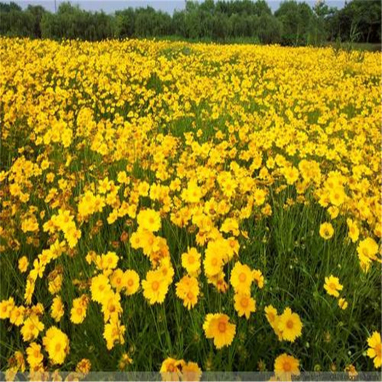 金鸡菊种植基地 点开me  青州金鸡菊培育基地华彬