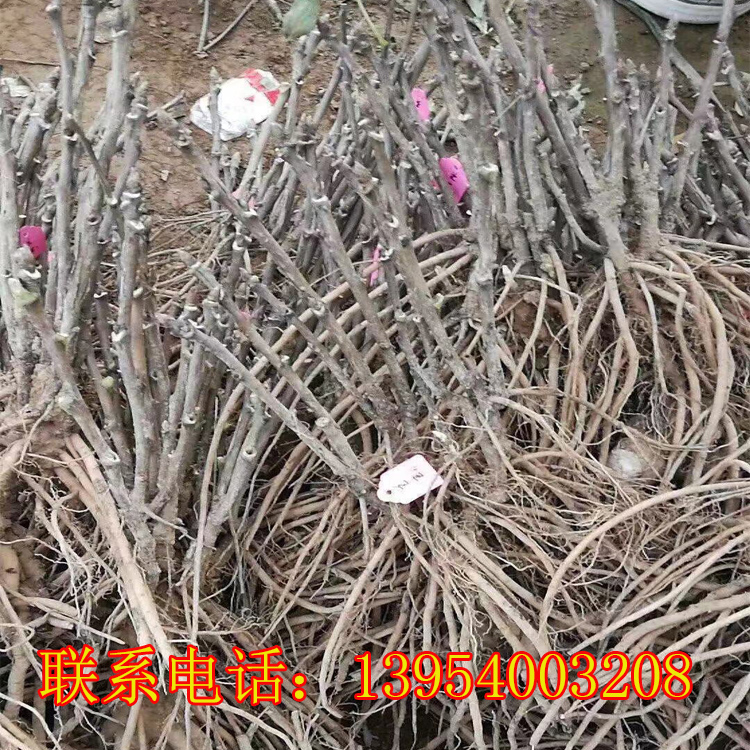 囯磊牡丹|观赏牡丹苗批发价格|精品观赏牡丹种植批发基地 品质保证