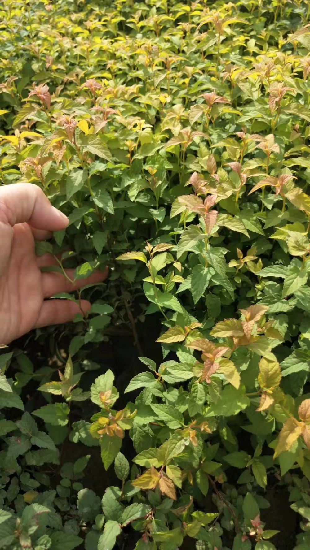 绣线菊种植基地 绣线菊报价 绣线菊生产厂家 绣线菊供应商 宏胜花卉