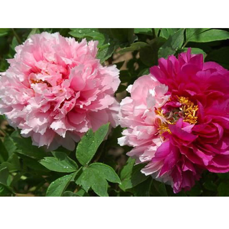 菏泽观赏牡丹苗基地|观赏牡丹苗价格|菏泽市囯磊牡丹种植有限公司