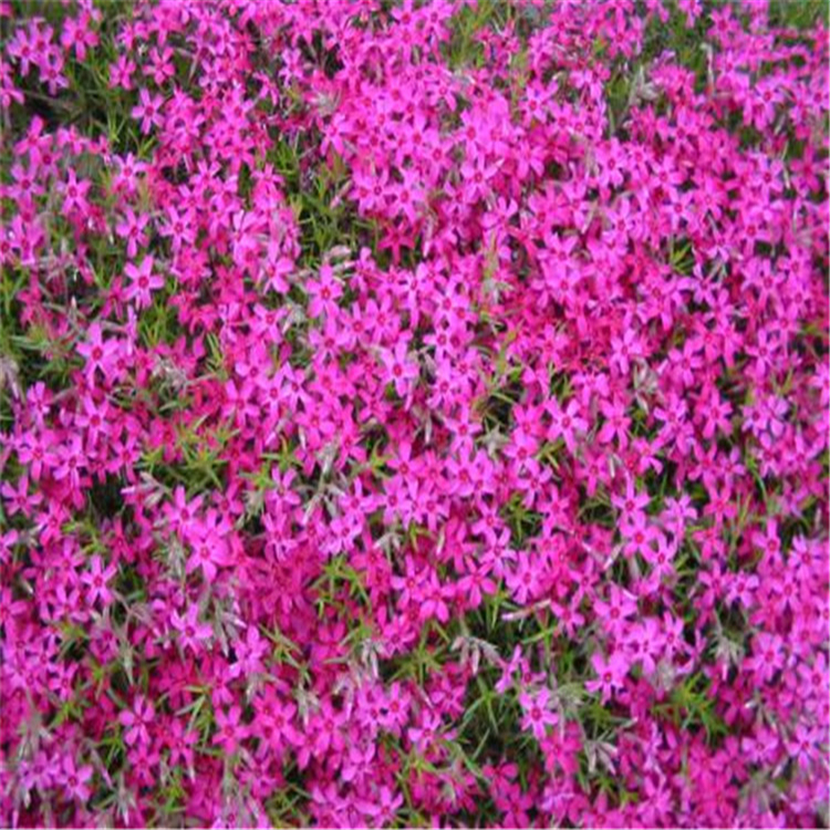 山东大型芝樱花种植培育基地 华彬