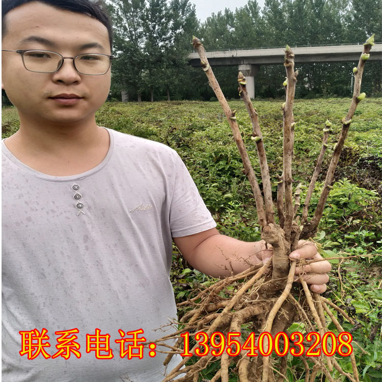 牡丹苗批发|精品观赏牡丹持续供应中|菏泽国磊牡丹种植有限公司