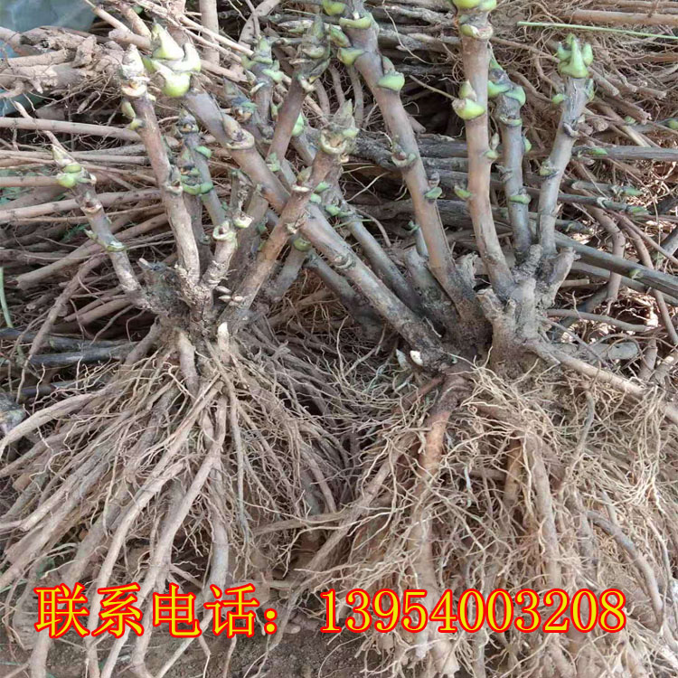观赏牡丹苗|精品观赏牡丹批发价格|囯磊牡丹种植基地常年供应牡丹苗