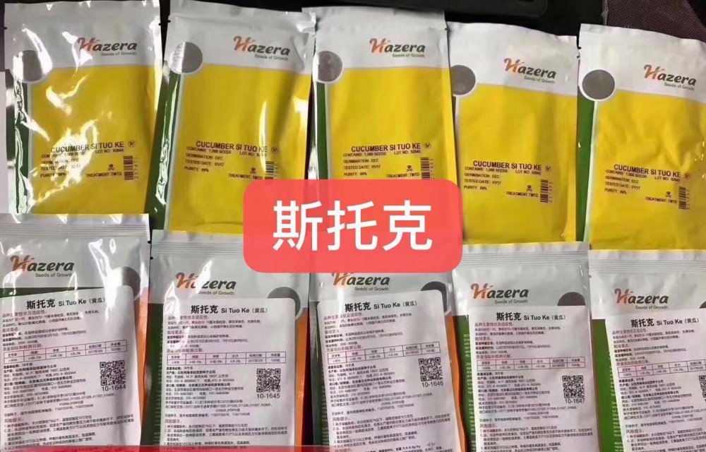 水果黄瓜苗油黄瓜短黄瓜黄瓜乳瓜水果黄瓜种植技术