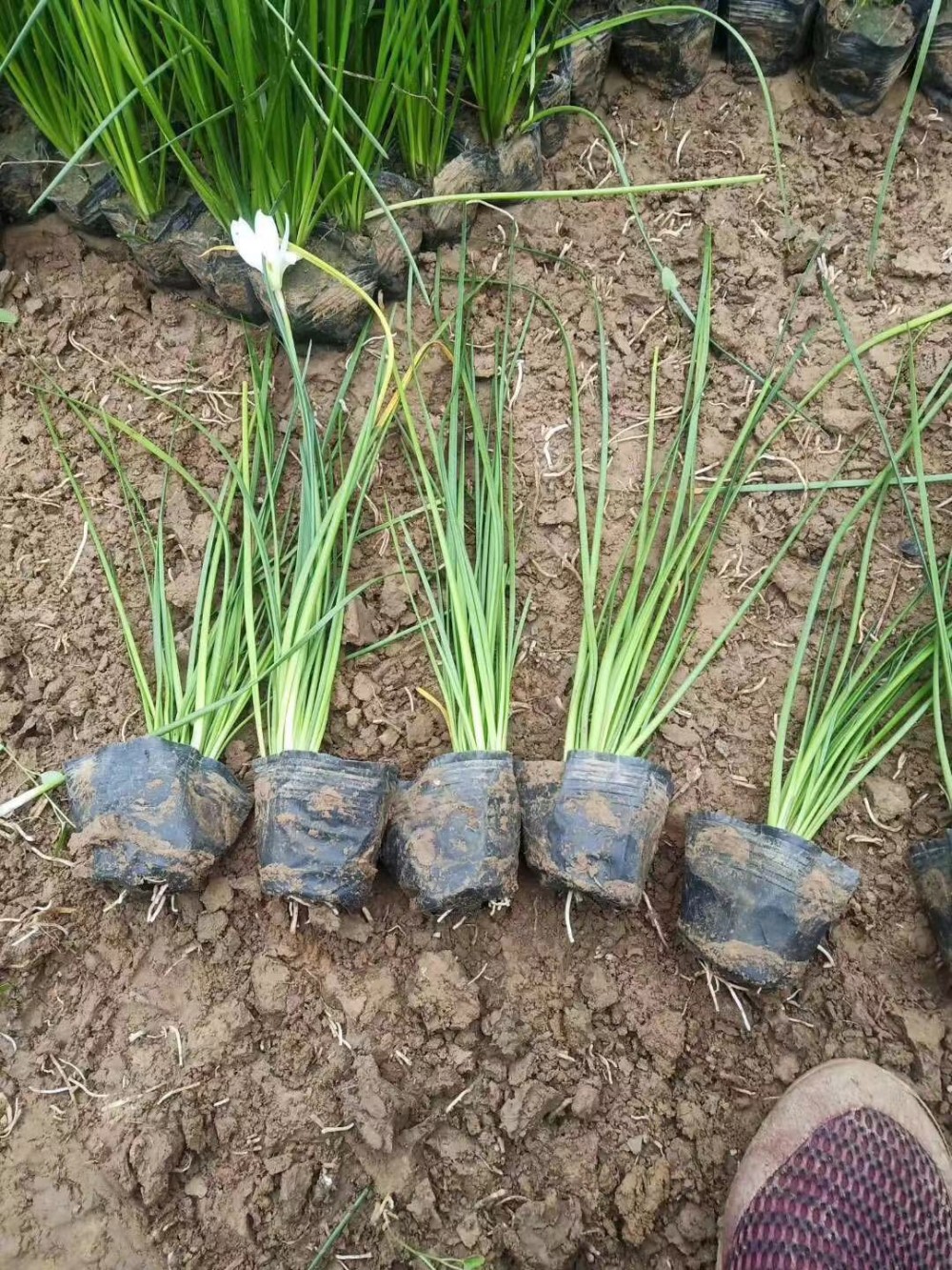 青州石菖蒲南天竹葱兰麦冬基地欢迎咨询上车价