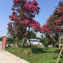 四川紫薇生产基地 成都紫薇苗木批发自产自销 成都紫薇价格怎么样