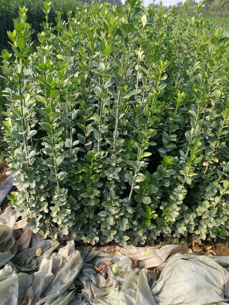 北海道价格_北海道种植基地报价