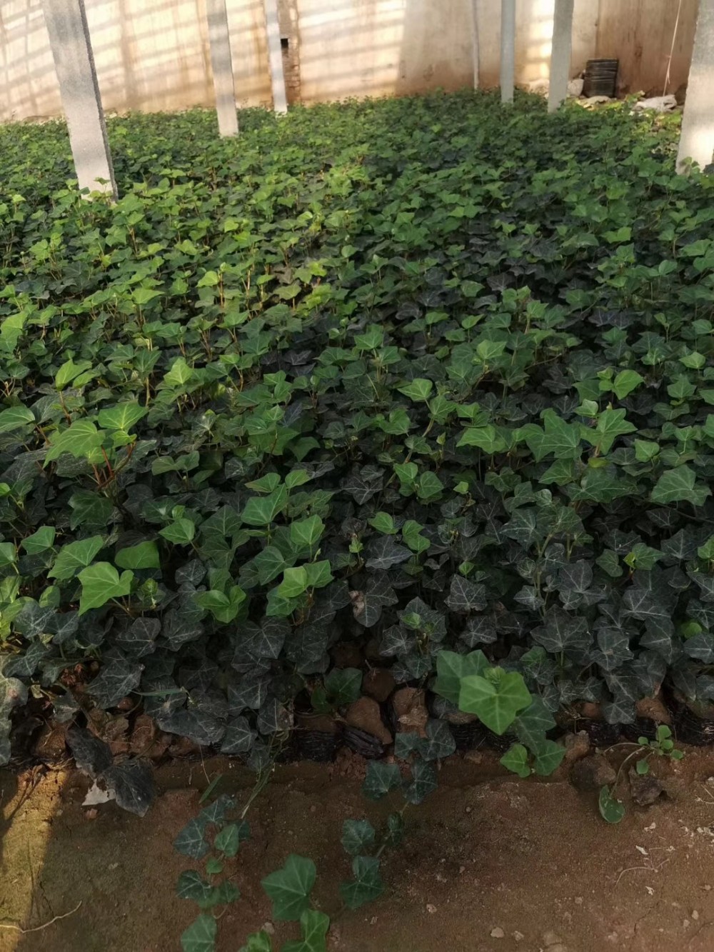 常春藤批发价格山东常春藤基地植物盆栽绿植苗木爬藤