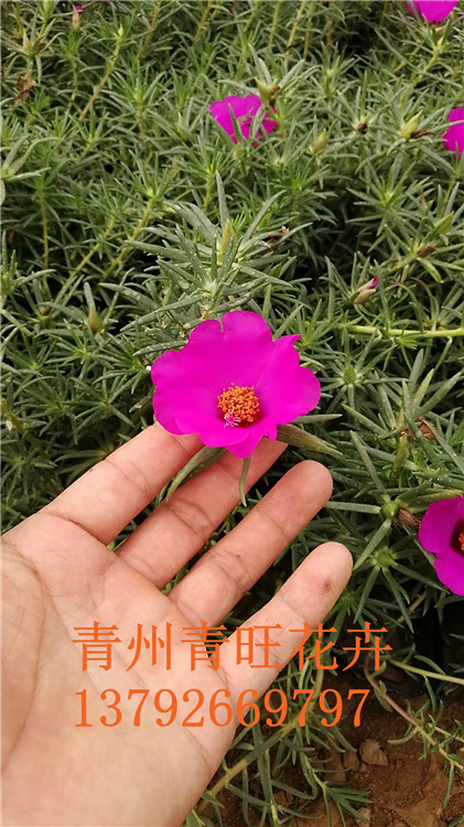 花卉苗木 长春花价格 长春花基地  出售长春花