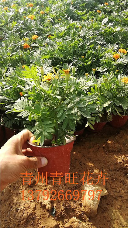 时令草花  孔雀草   孔雀草价格  孔雀草基地