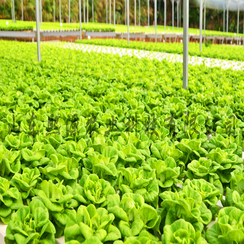 平铺式水培 管道种植 营养液水培 水培蔬菜种植 无土栽培
