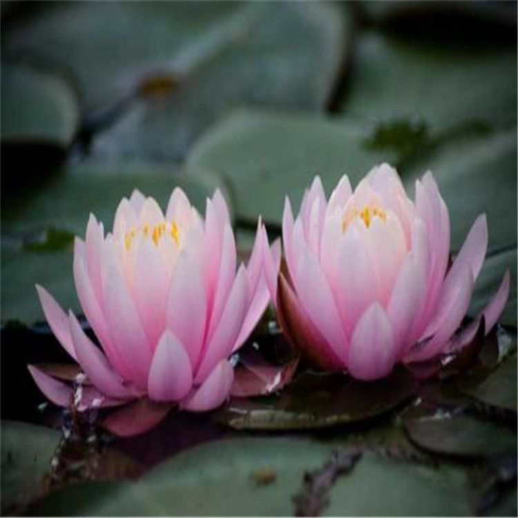 水生植物种子 基地直销  睡莲种子批发价 华彬