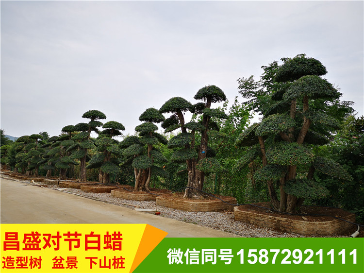 对节白蜡盆景树 造型盆景树厂家