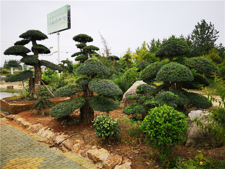对节白蜡盆景树 造型盆景树基地实景
