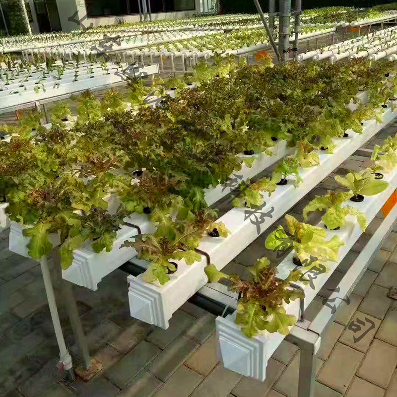 苗床水培 平铺水培 水培蔬菜种植 营养液水培 无土栽培工程 厂家供应
