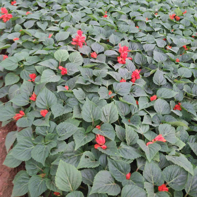 等你来看：一串红种植基地 一串红批发商 一串红报价