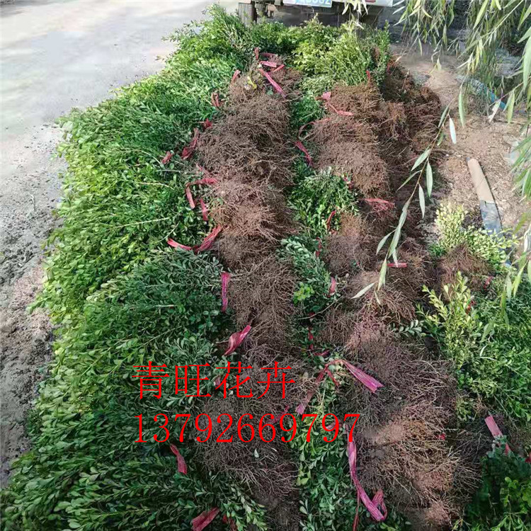 【青旺绿化苗木】40厘米以上小叶黄杨价格 小叶黄杨基地