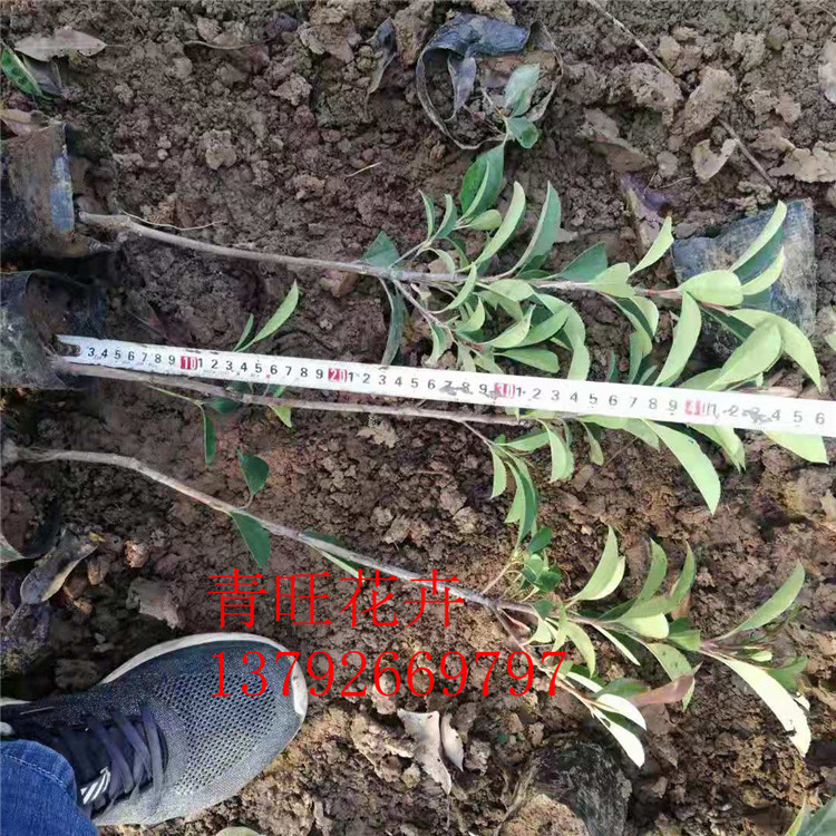 【青旺绿化苗木】山东红叶石楠苗价格    红叶石楠苗供应商