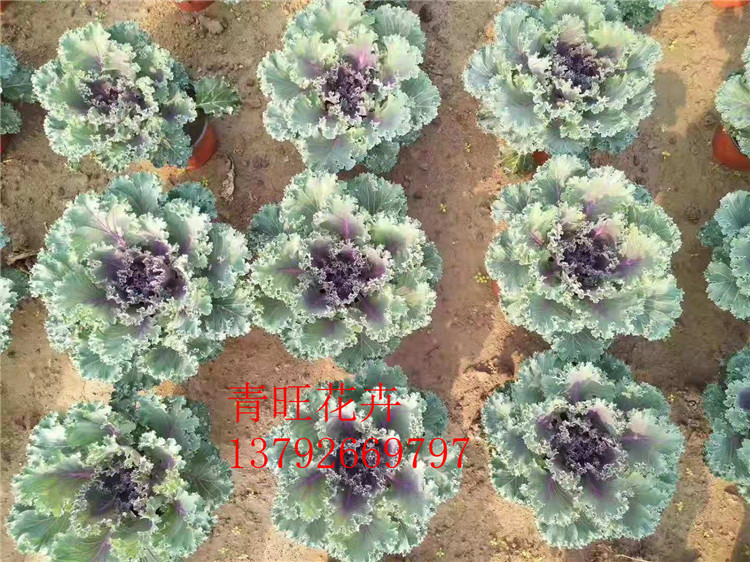 【青旺草本花卉】羽衣甘蓝价格 羽衣甘蓝基地