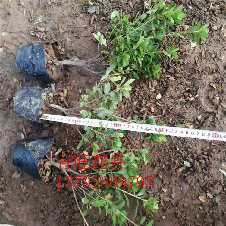 【青旺灌木】出售石岩杜鹃  石岩杜鹃价格