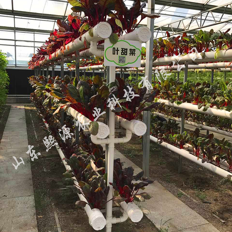 支架立体栽培 水培蔬菜种植 营养液水培 基质土种植 营养土种植