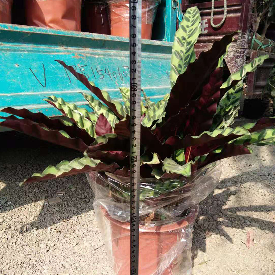 猫眼竹芋批发 【青州凯洋】直销室内绿植猫眼竹芋
