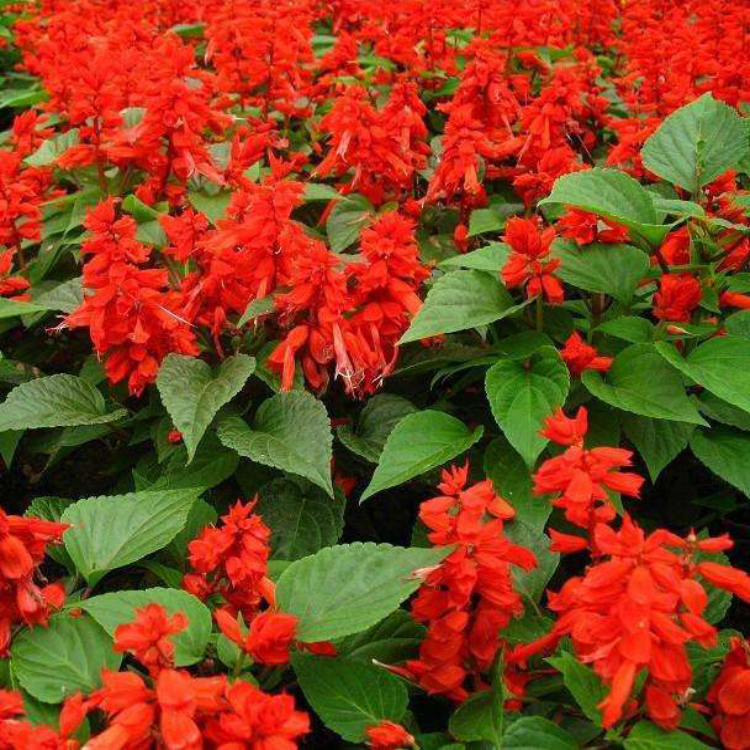 山东一串红种植基地地邦： 一串红批发商