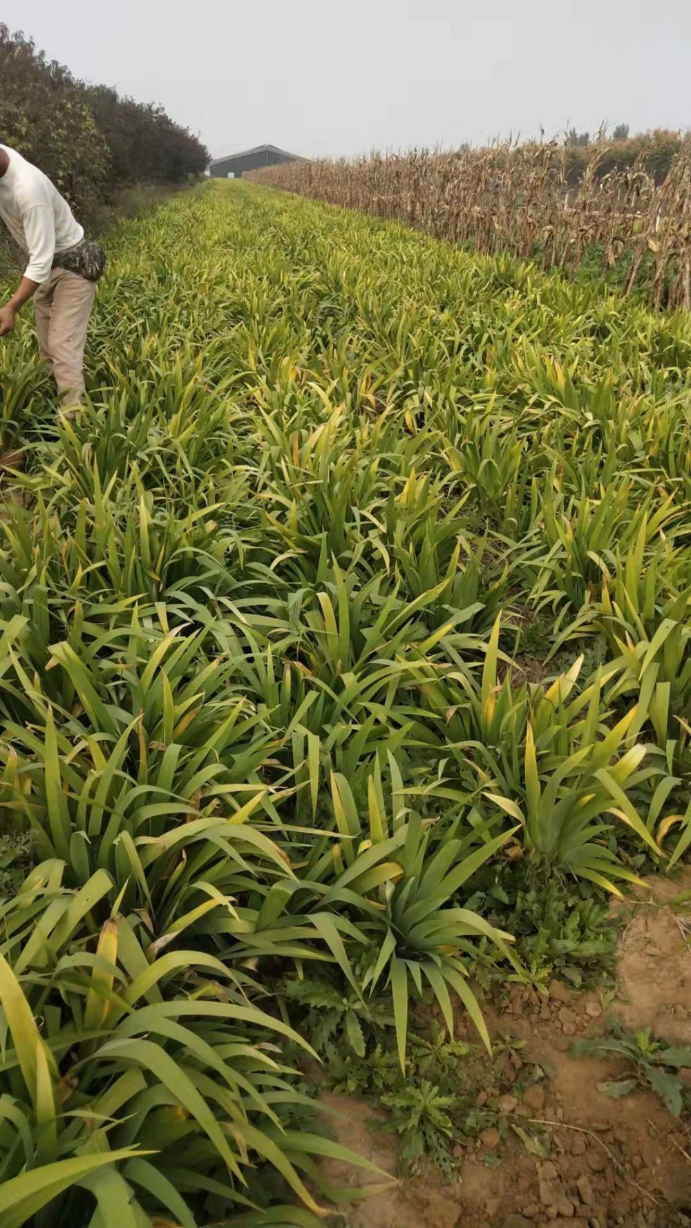 蓝花鸢尾 蓝花鸢尾价格 蓝花鸢尾种植基地 蓝花鸢尾报价 宏胜花卉