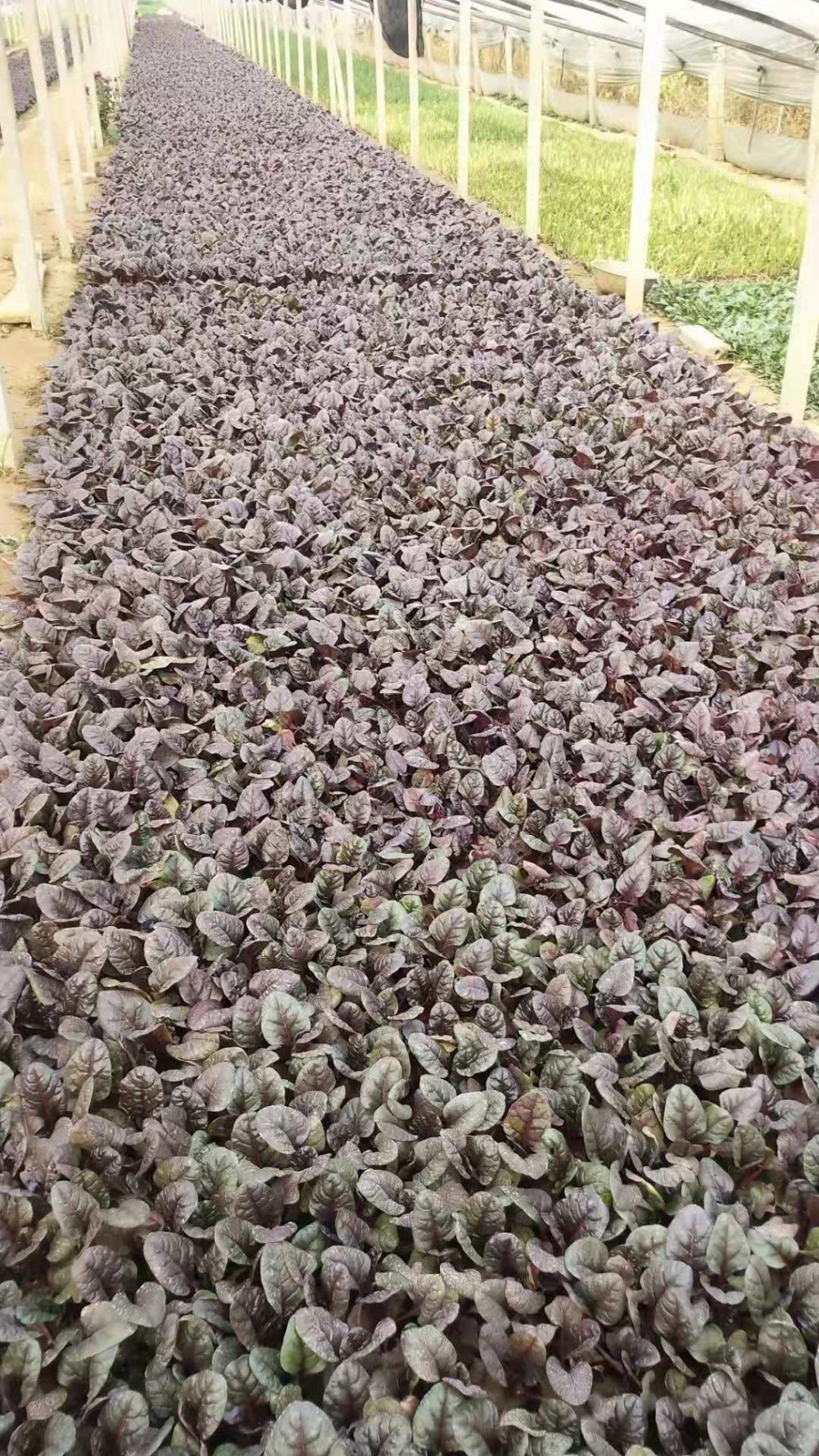 红叶波菜 红叶波菜种植基地 红叶波菜价格 山东红叶波菜供应商