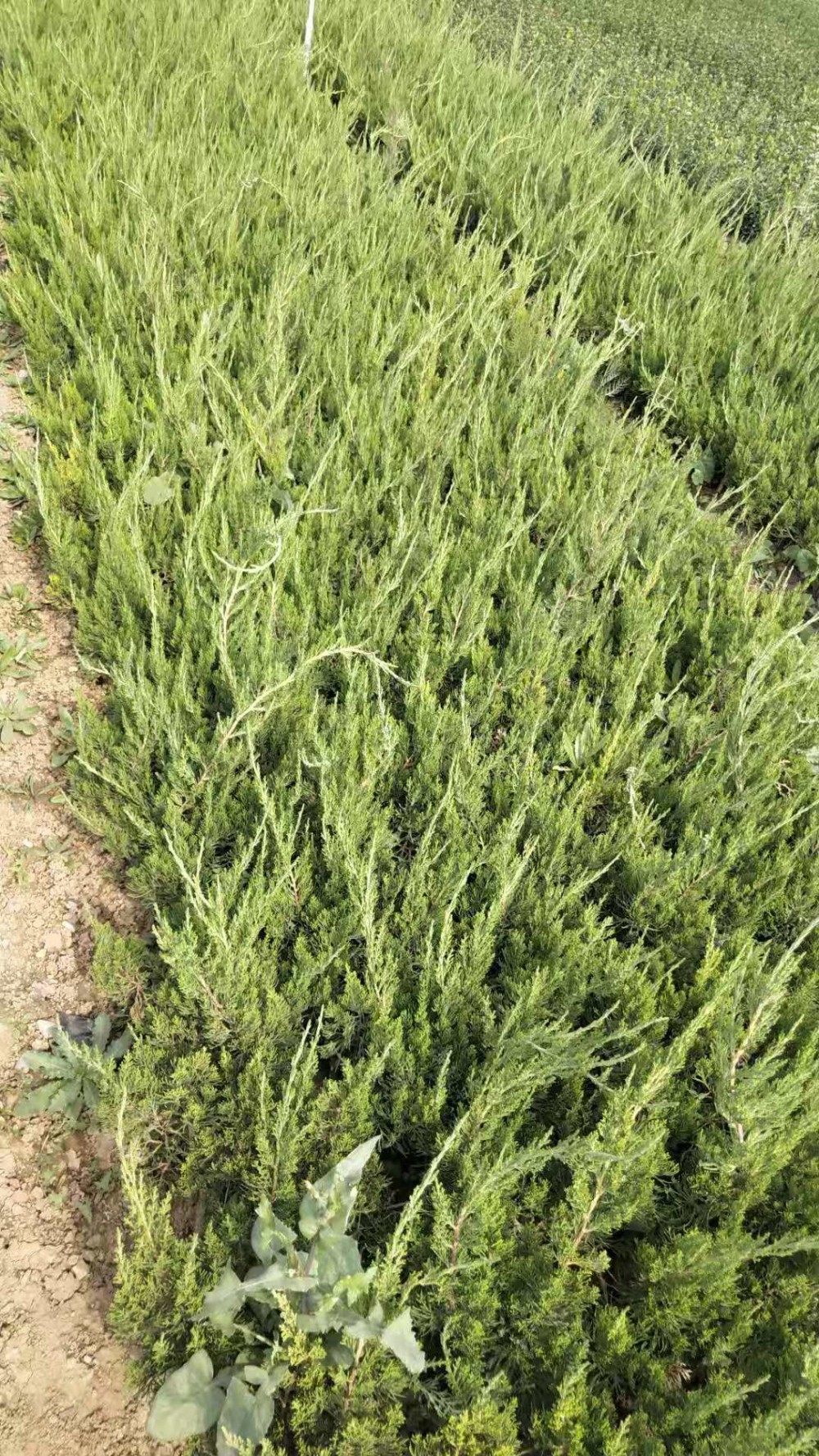 龙柏苗供应商 龙柏苗种植基地 龙柏苗价格 山东龙柏苗培育