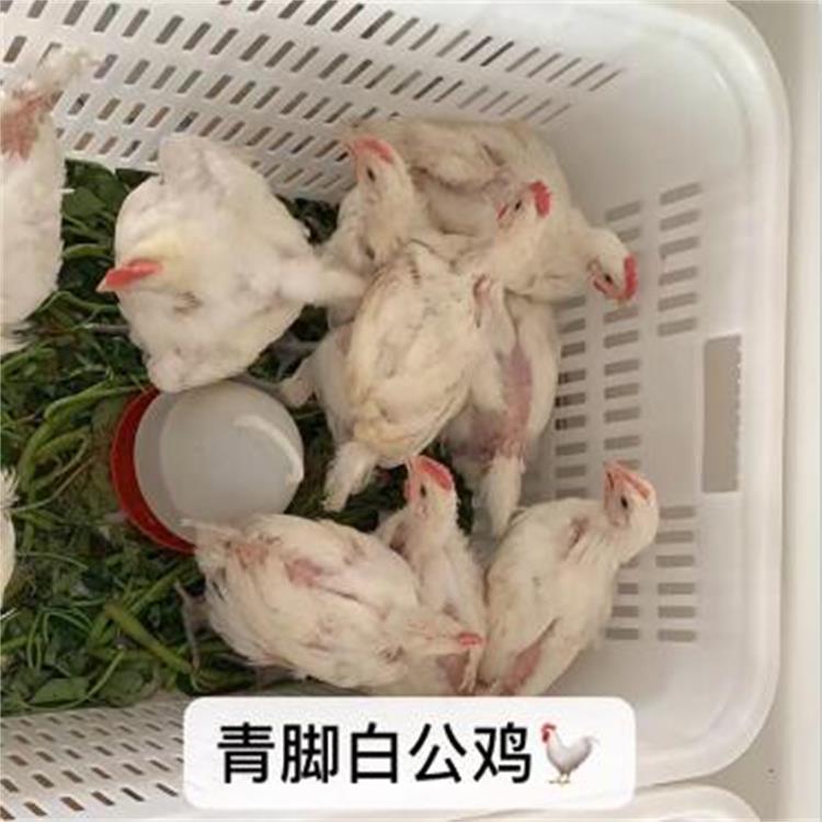 优质五黑绿壳蛋鸡养殖 绿色生态土鸡苗品质保证 鑫民青脚白公鸡销售