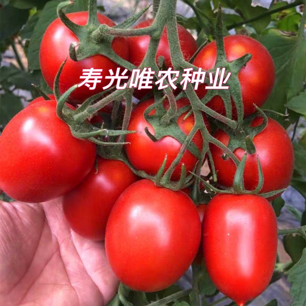 寿光蔬菜种子红色樱桃西红柿种子红罗曼串收边贸红罗马番茄种子
