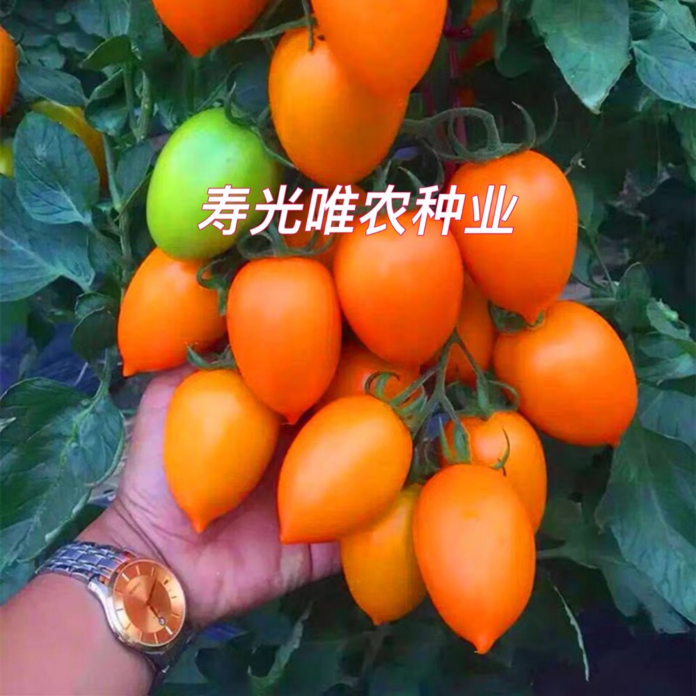 采摘园电商蔬菜种子黄色樱桃西红柿种子黄罗曼串收边贸黄罗马番茄种子