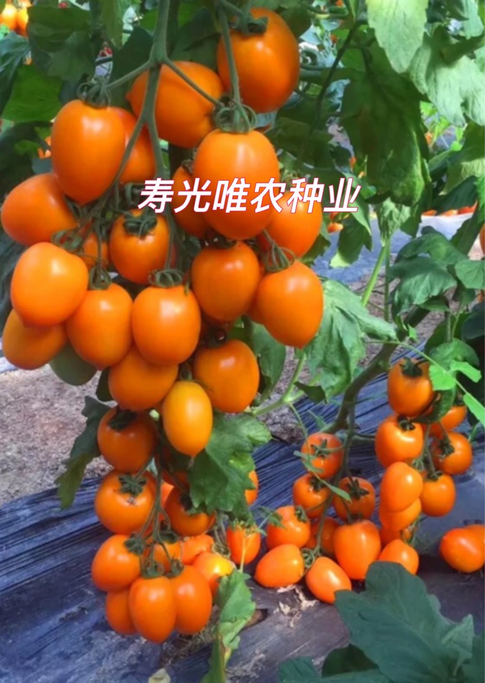 寿光蔬菜种子黄色樱桃西红柿种子黄罗曼串收边贸黄罗马番茄种子俄罗斯东北市场专用