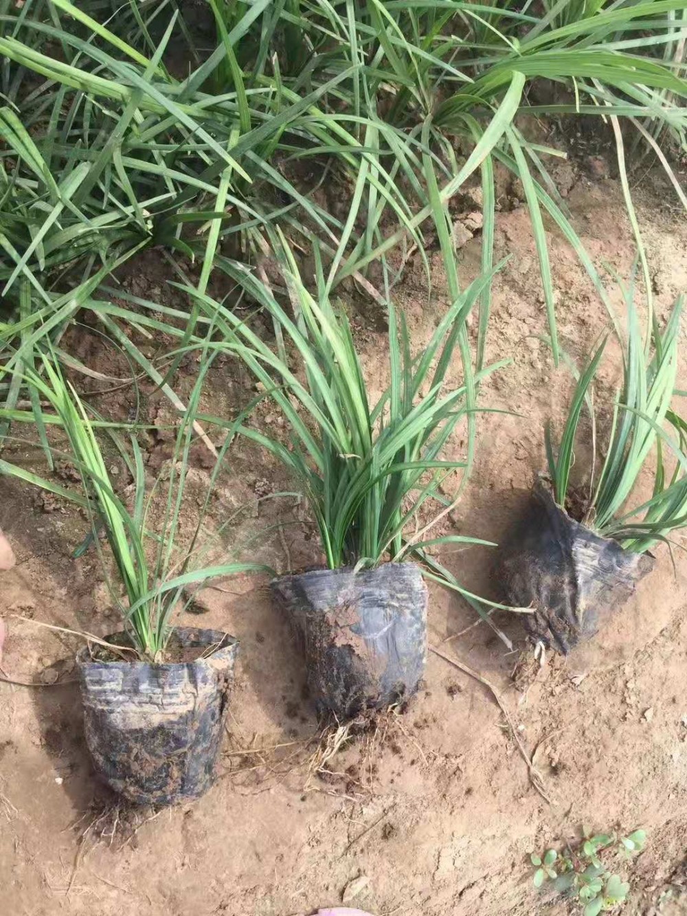 麦冬图片细叶麦冬批发阔叶麦冬大叶麦冬日本麦冬