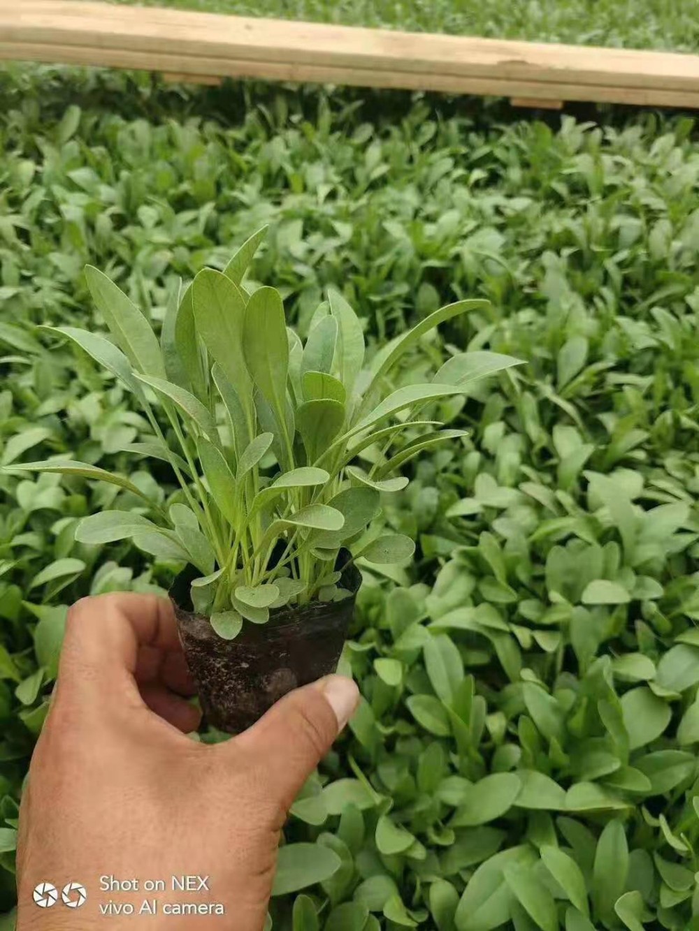 多芽天人菊黑心菊荷兰菊假龙头批发价格