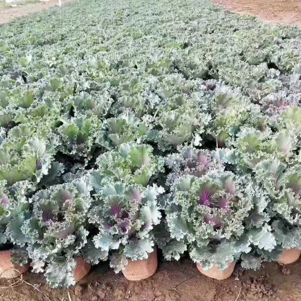 羽衣甘蓝批发羽衣甘蓝基地厂家直销欢迎咨询上车价