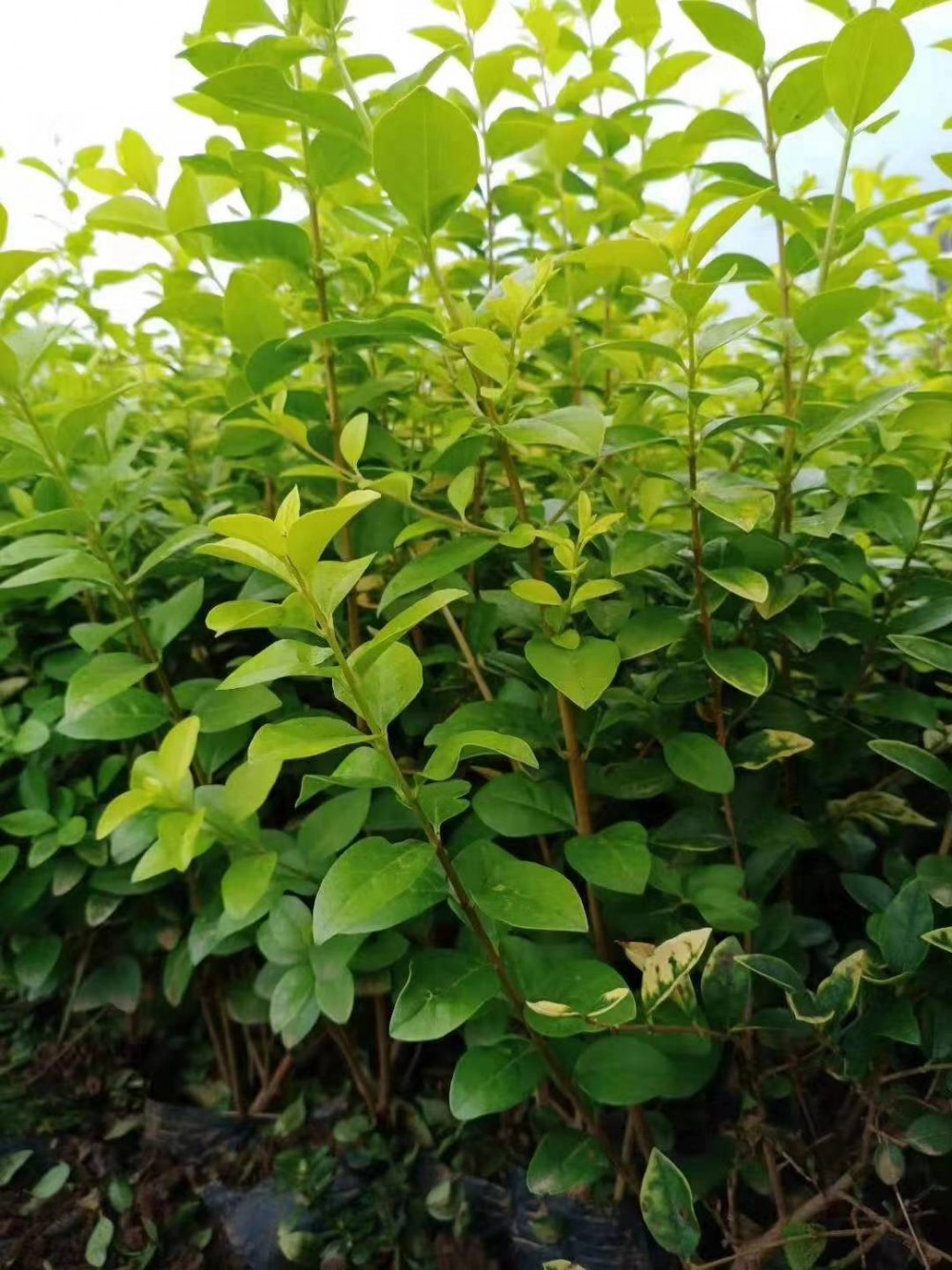 扶芳藤_雪萝_供应各种时令草花_园林植物