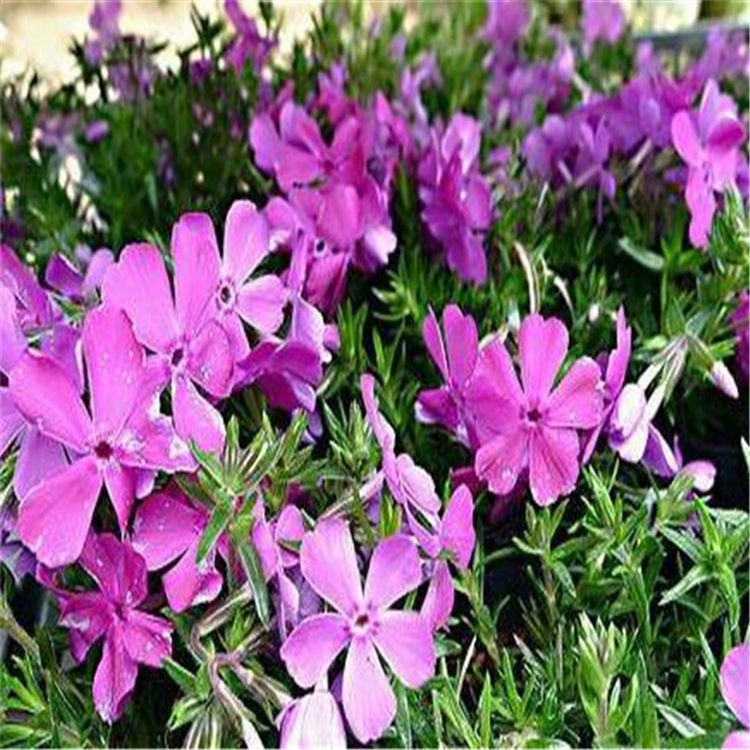 芝樱 花海专用芝樱 青州花卉基地直供欢迎选购